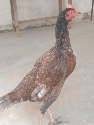 pure mianwali bengum feelmale