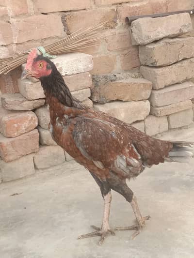 Exchange Karni hai bengum feelmale