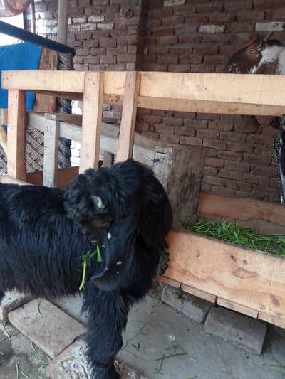 ek aadat bakra nachi baccha