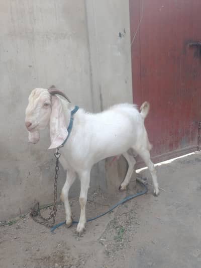 breeder and Best for Qurbani