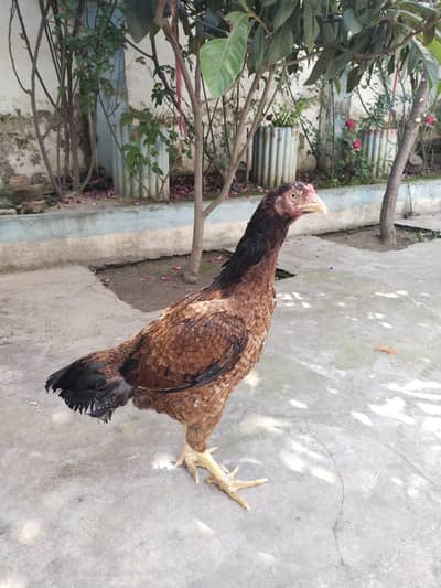 Aseel Mianwali Murgi for urgent sale