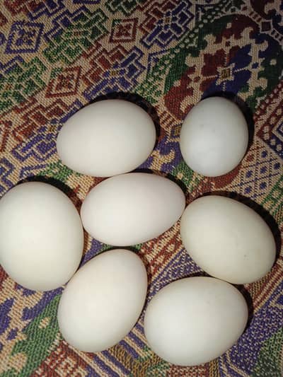 khaki Campbell / Duck / egg