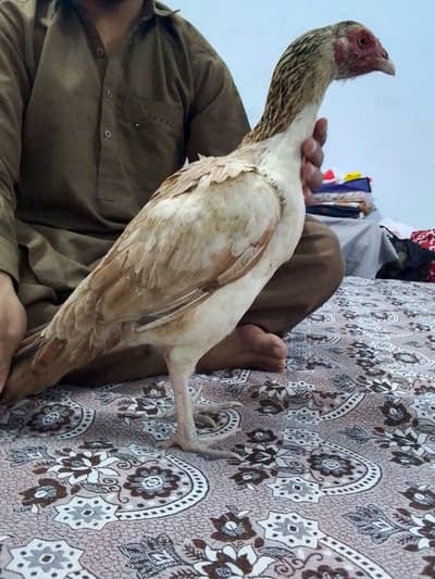 pure sawi madi for sale