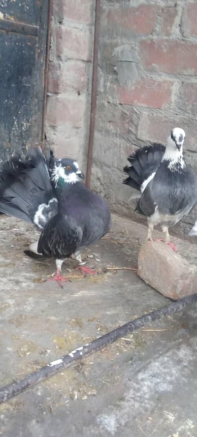 laka breeder pair full active healthy03254495879 isnum per rabta krein
