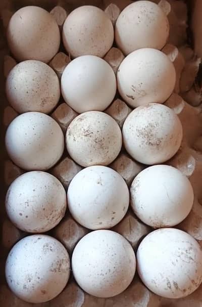 peacocks eggs for sale