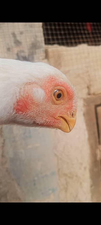 Indian parrot beak long tail high quality female