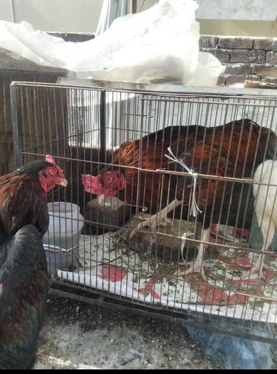 3 Murgiya 2 Murgy koi msla nai ha