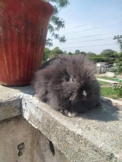 teddy bear   rabbit for sale