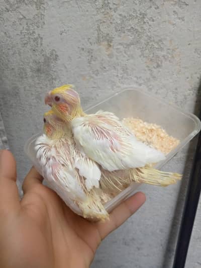 cocktail  chicks available for tame purpose