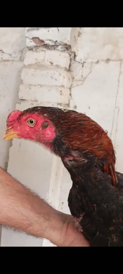 ایک سال کے پٹھے