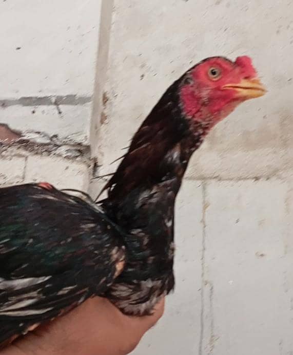 ایک سال کے پٹھے 4