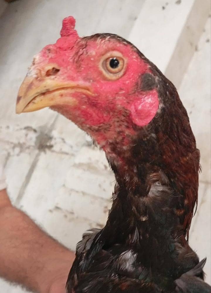 ایک سال کے پٹھے 5