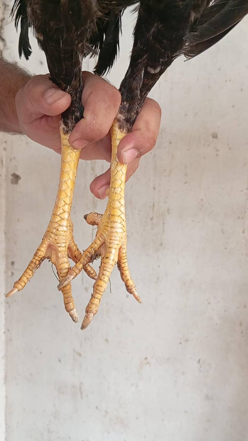 ایک سال کے پٹھے 6