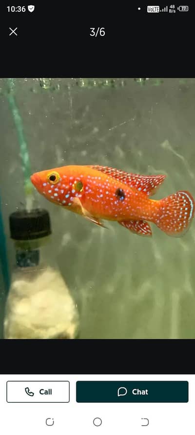 red Jewel 3 pair ava