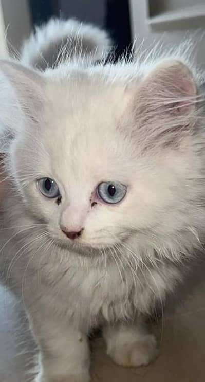 Persian kittens for sale
