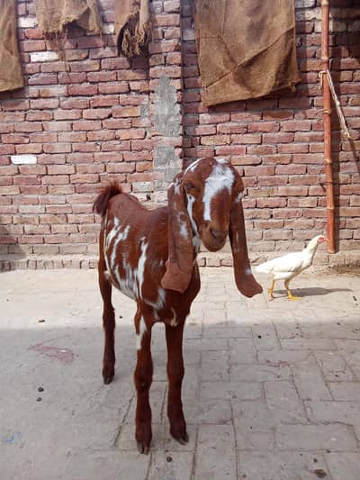 khona bakra