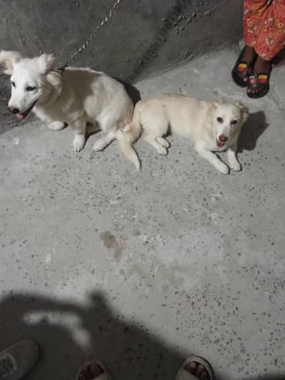 Russian pair male and female for sale