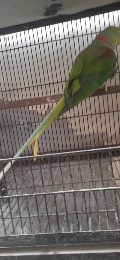 Raw breader  Male . 03081250912