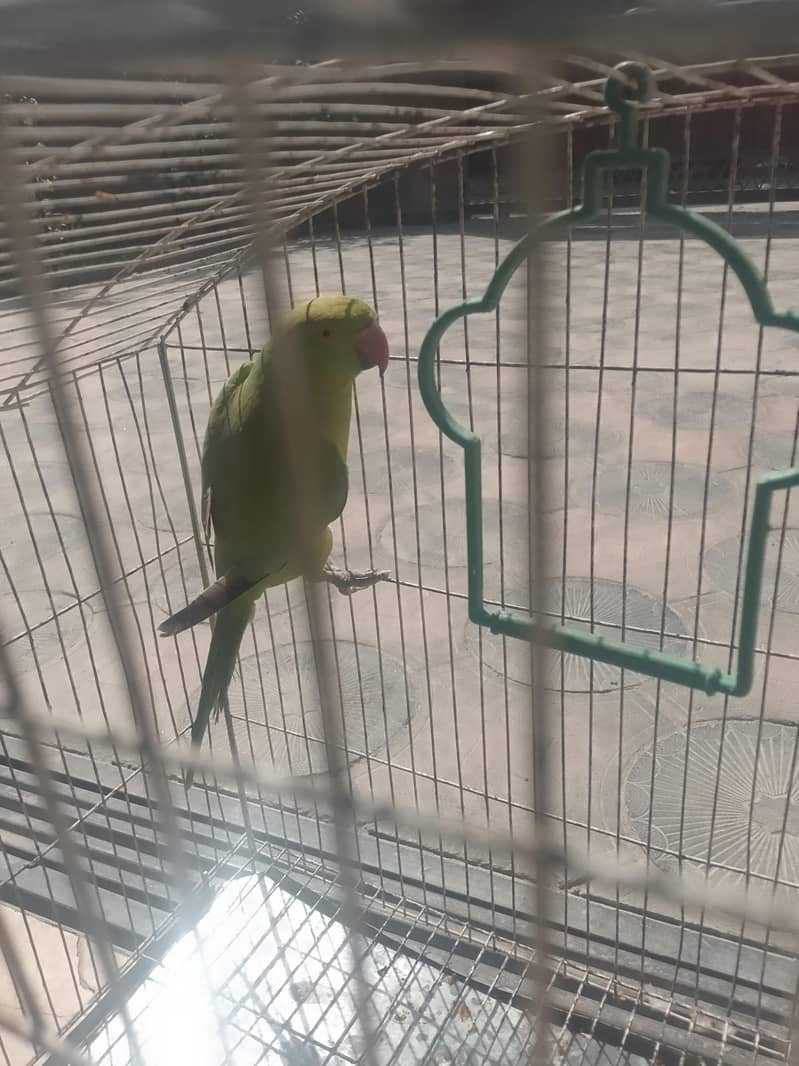 f. mail raw active 0