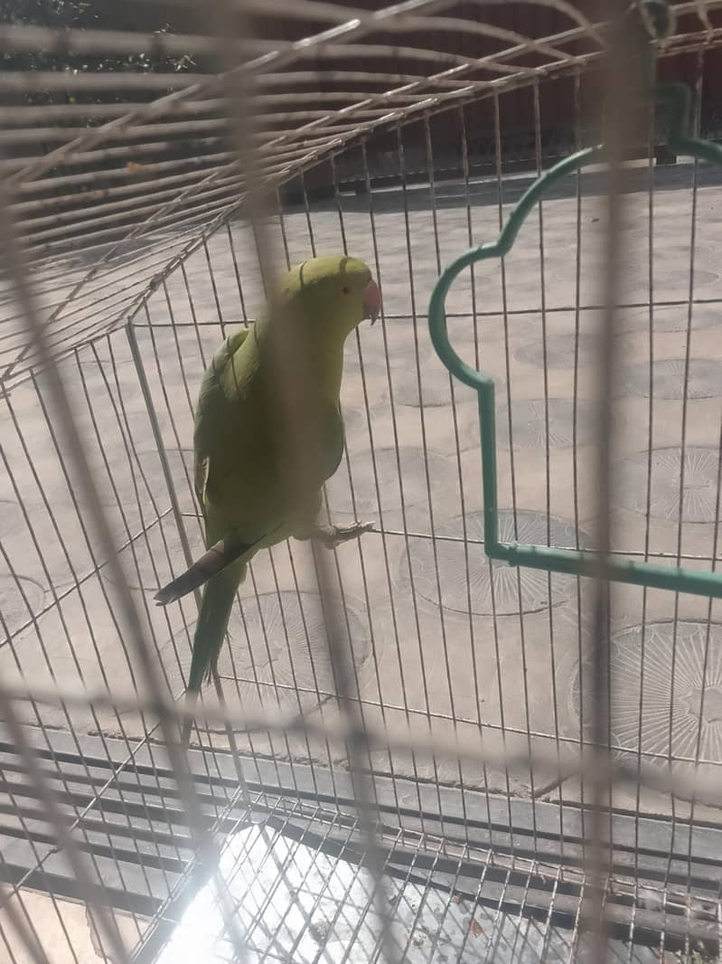 f. mail raw active 1