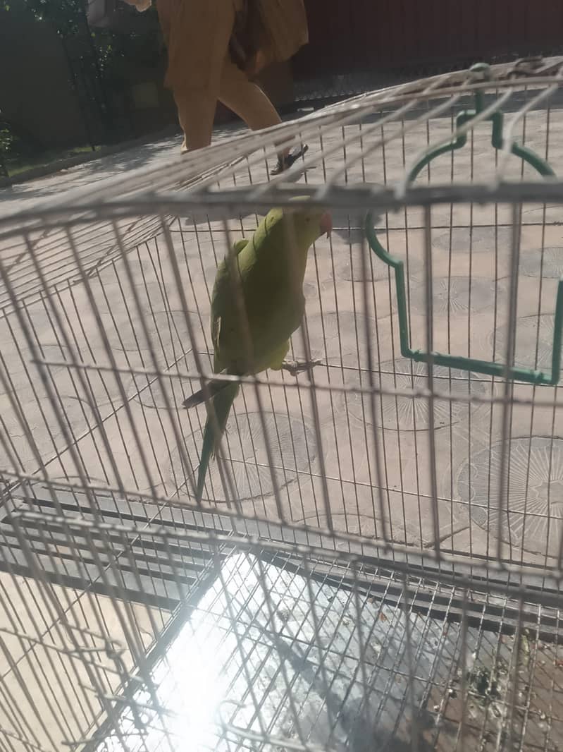 f. mail raw active 2