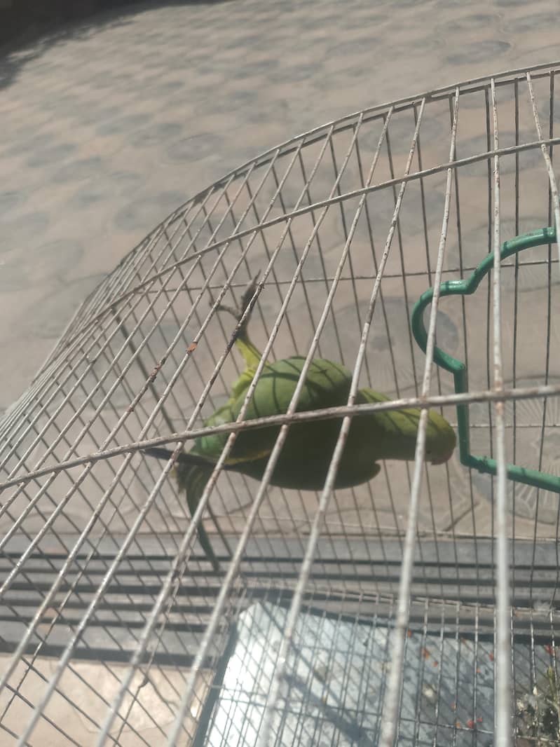 f. mail raw active 3