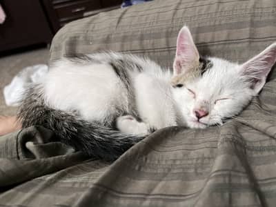 2 female shorthair domestic kittens