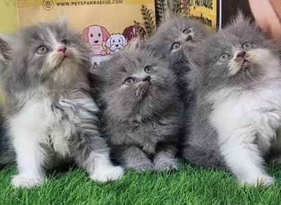 Persian triple coated kittens for sale