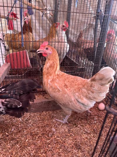 Light Sussex and loman Pair available for sale