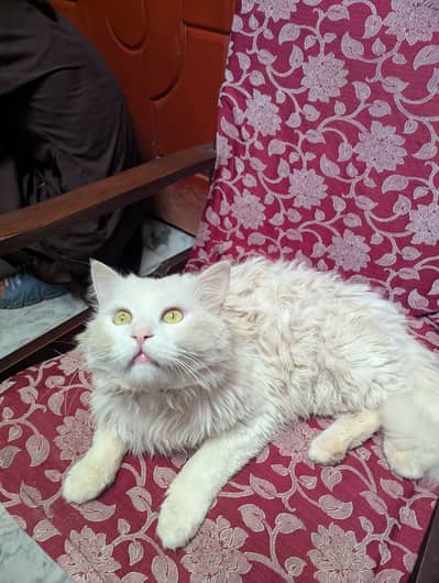 "Cute Cat for Sale – Healthy"