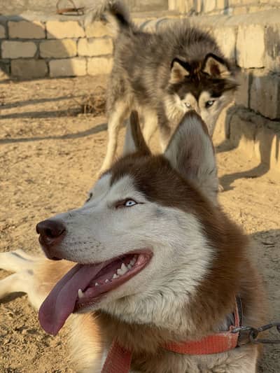 Siberian husky pair| Pedigre |Double coat male husky |female husky