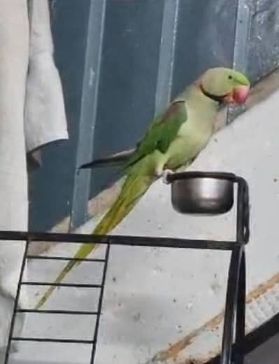 Pair of Raw Talking Parrot Available for Sale with Cage