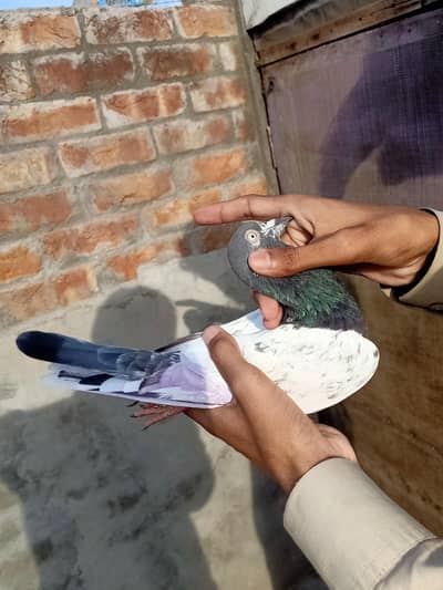 teddy pigeon 03106801352