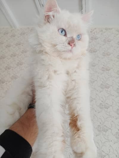 PERSIAN CAT PAIR EXTRA LONG COAT BLUE EYES