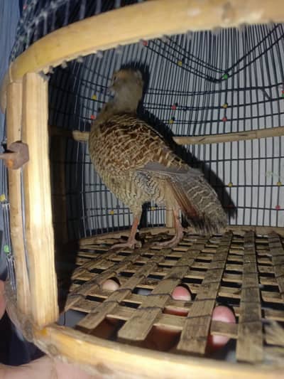 Teetar | Teetar Bird | Irani teetar for sale