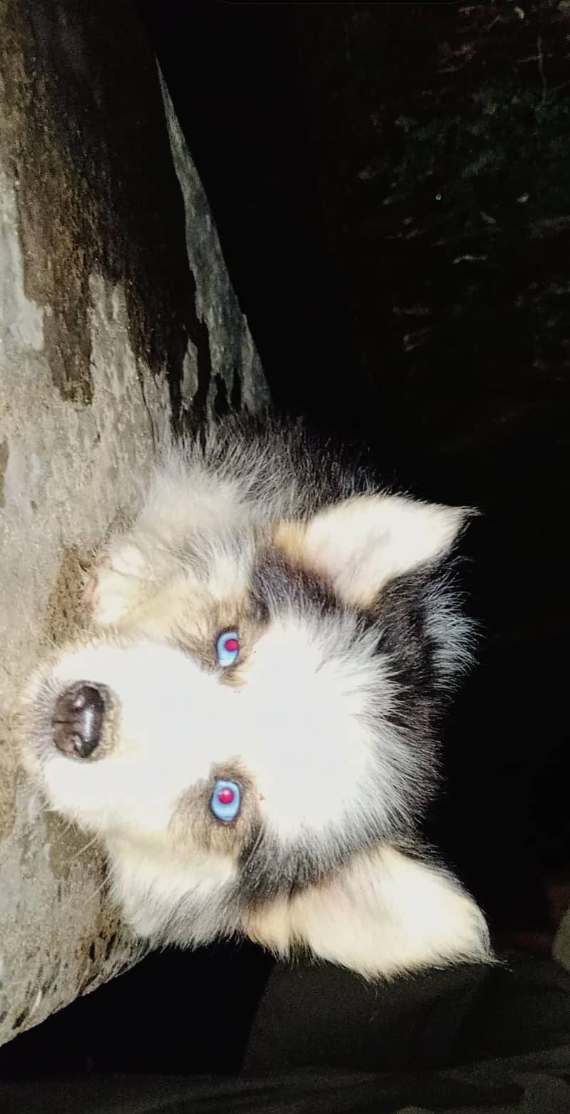 husky 0