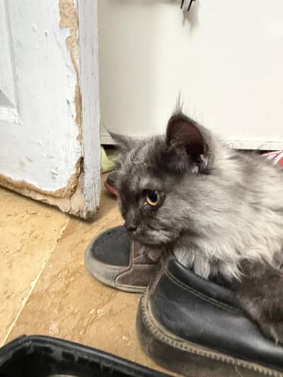 Persian cat male for free