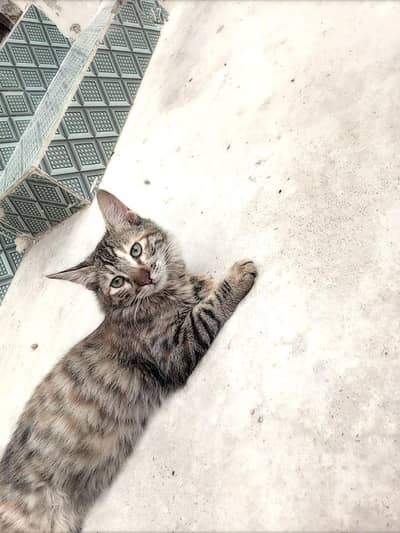 A Siberian cat kittens