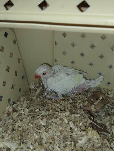 Creamino Ringneck  Chick shoulder covered