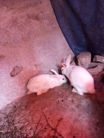 albino rabit pair for sale
