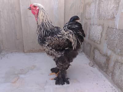 Black Partridge Brahma
