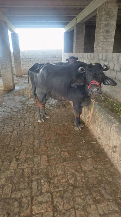 Pehla Suwa Nili Ravi Majh (Sath Khubsurat Katti)