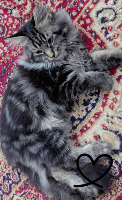 Stunning Purebred Maine Coon Kitten - Rare Silver Black Tabby