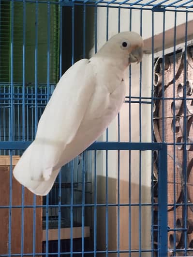 Huge Size Goffin Cockatoo Female