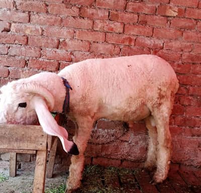 kajla male for sale Qurbani 2026