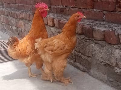 Golden heavy buff pair Available for sale