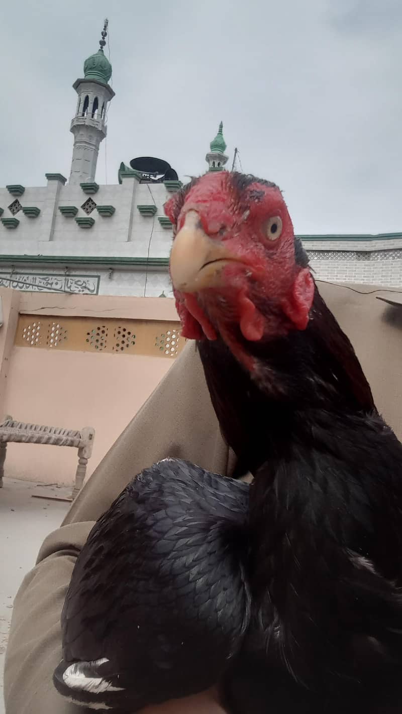 ہیرا سیل مرغا 0