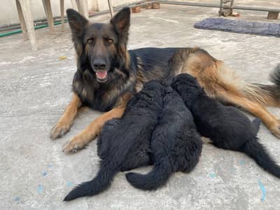 German shepherd female