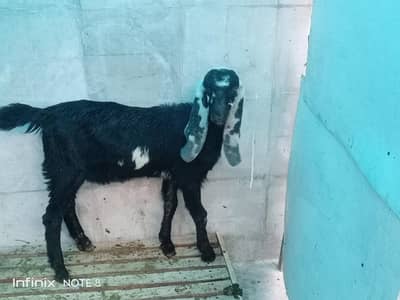 Baby Goat path for sale