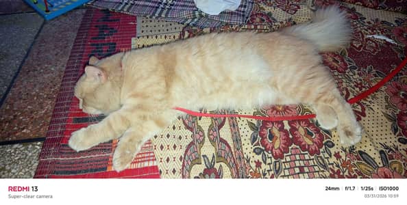 Persion Cat for Sale